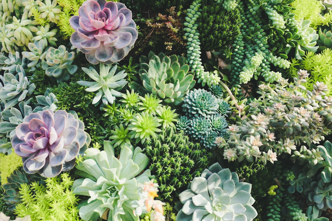 Groene plantjes die je tuin en huis het hele jaar door opfleuren
